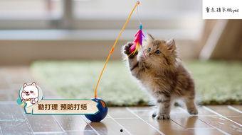 娱乐吃瓜小猫咪视频在线观看,小猫咪视频带你领略网络娱乐新风尚
