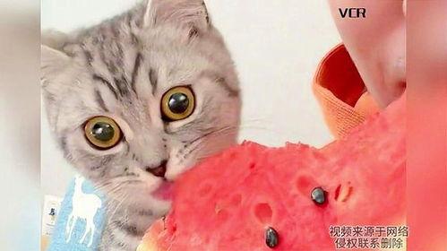 娱乐吃瓜小猫咪视频在线观看,小猫咪视频带你领略网络娱乐新风尚