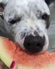 娱乐吃瓜汪星人是谁啊,网络红星的崛起之路