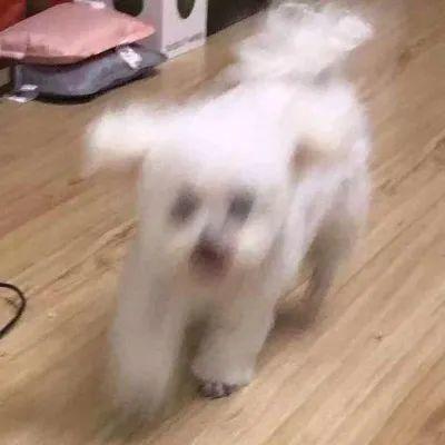 娱乐圈吃瓜小狗是谁,揭秘神秘网友背后的真实身份