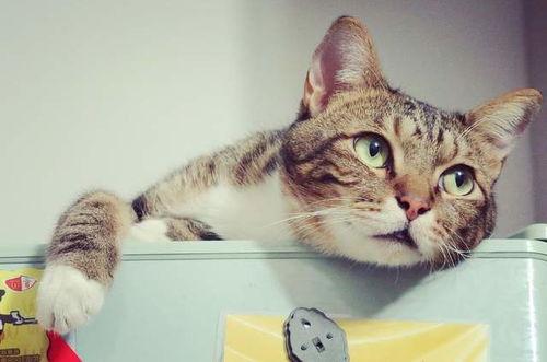 娱乐吃瓜酱剪猫