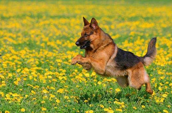 娱乐吃瓜酱德牧,吃瓜酱带你领略德牧界的欢乐盛宴